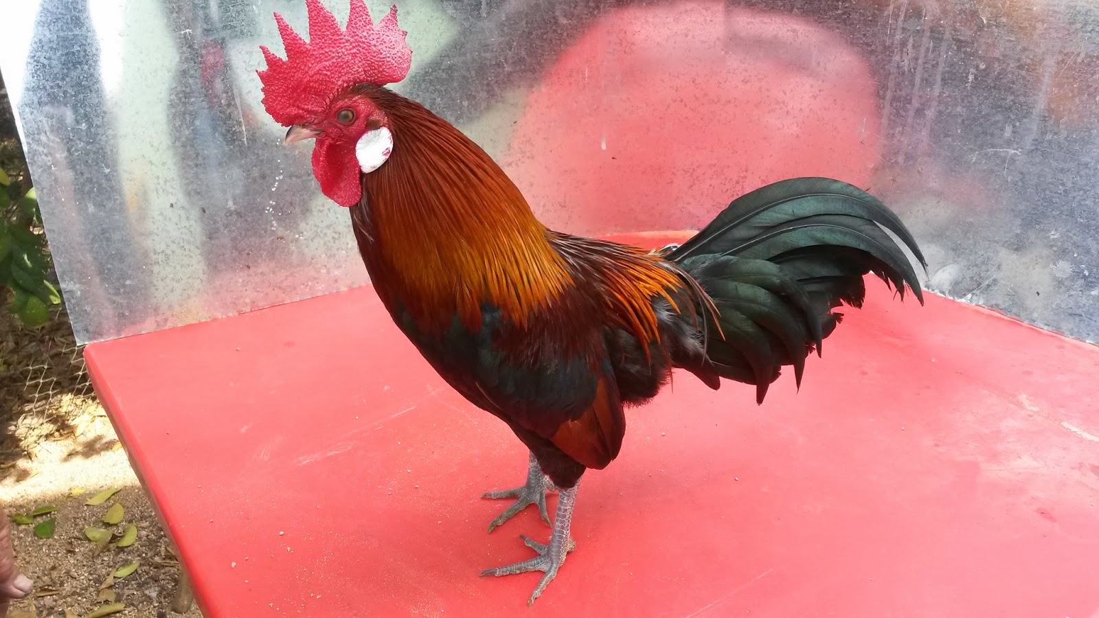 Serama Kuala Bator: Ayam hutan Malaysia