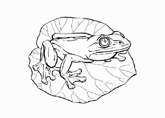 Frog coloring pages for preschoolers | Free Coloring Pages and Coloring