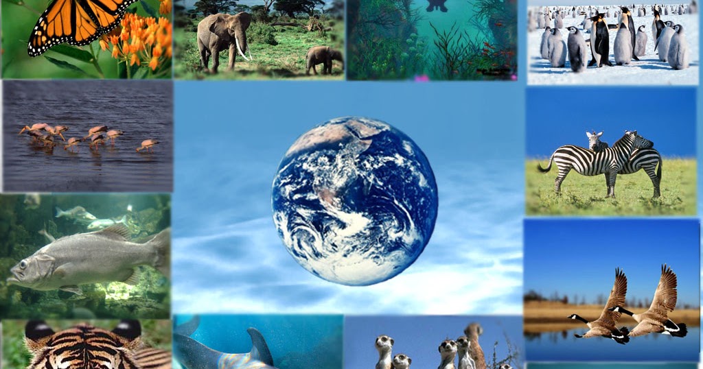 la biodiversité et les actions humaines la biodiversité site designe