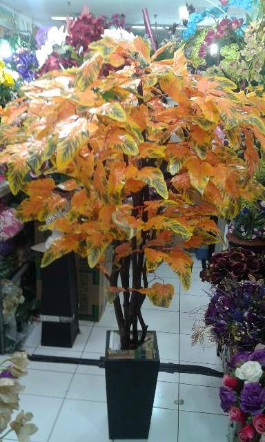 Pilihan perdagangan daun maple