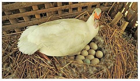 muscovy++brooding+on+duck+egg..JPG