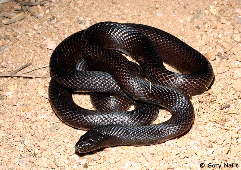 Snakes Black King Snake