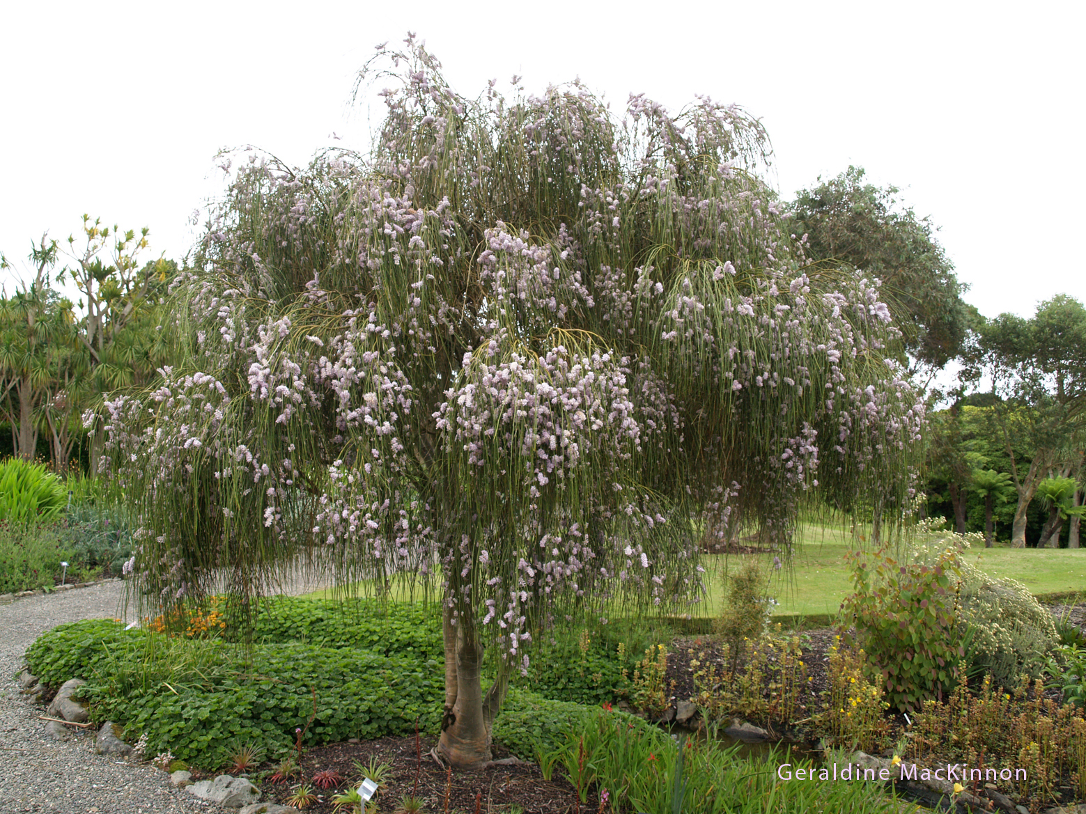 Mi Naturalismo Visita al Jardín Botánico de Logan