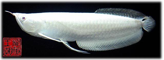 Jack's Pet: sliver platinum / albino arwana
