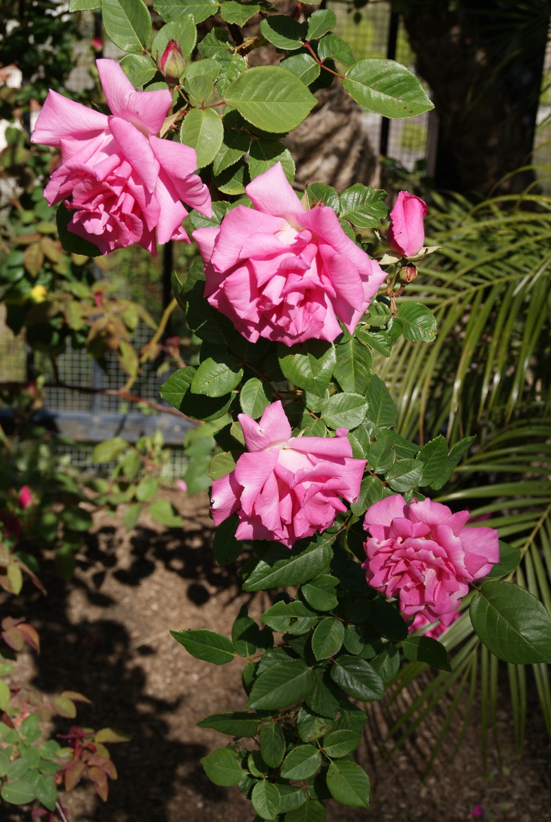Organic Garden Dreams Rose of the Month 'Zephirine Drouhin'