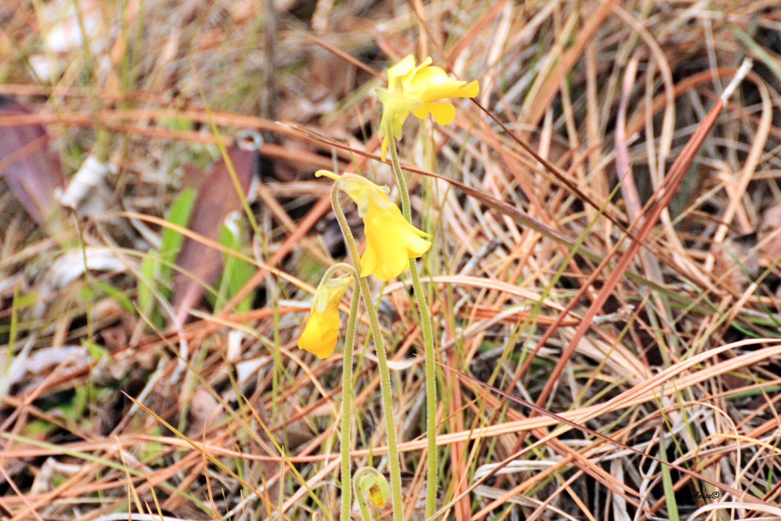 Love of Nature ? A day at the Okefenokee Swamp National Wildlife Refuge
