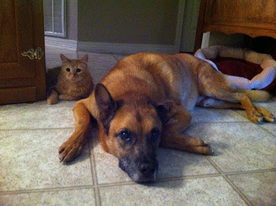 Mika is keeping Buddy company while he heals up from his surgery 