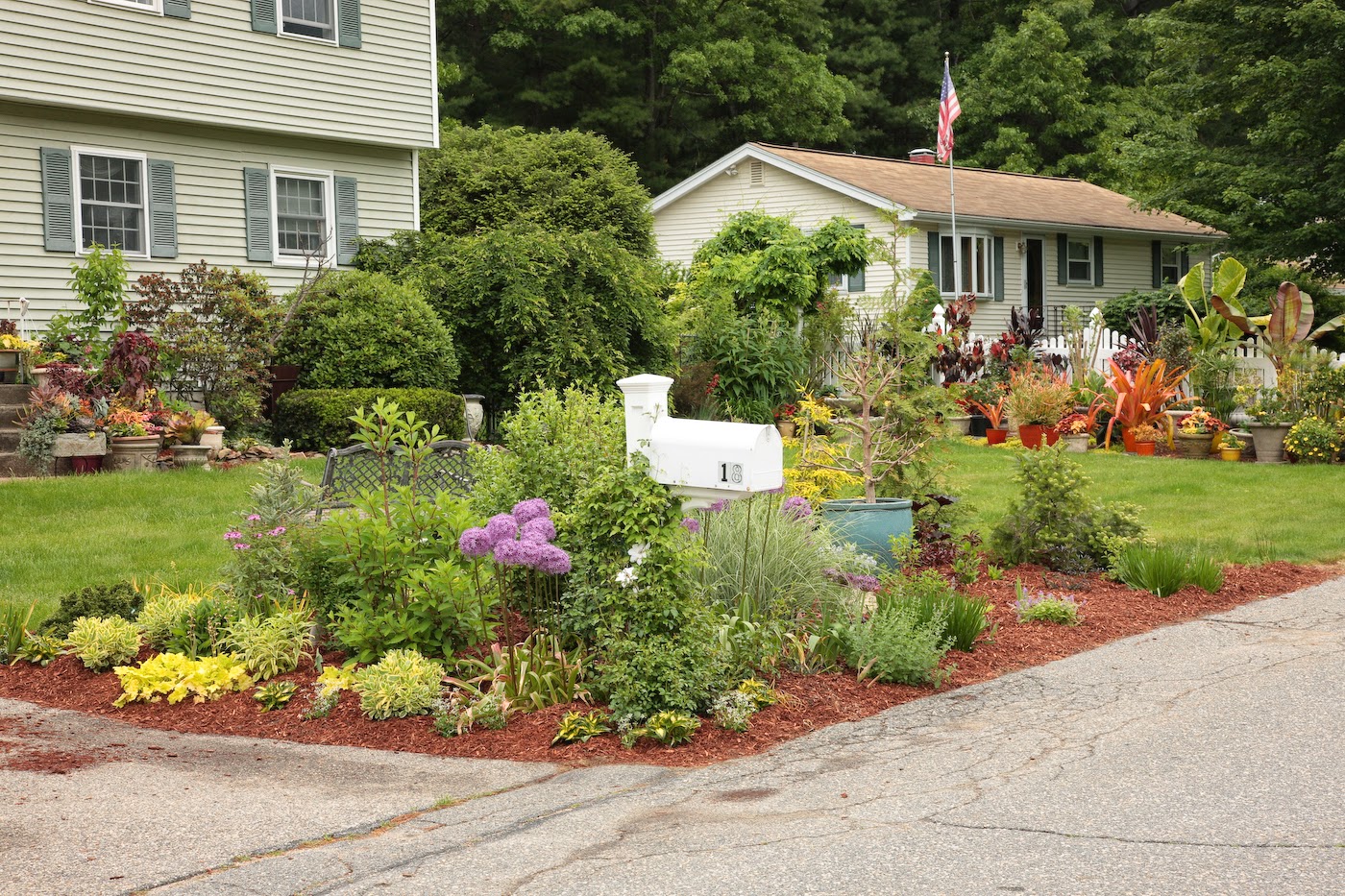 Three Dogs In A Garden Hydrangeas Care Basics Old New Varieties