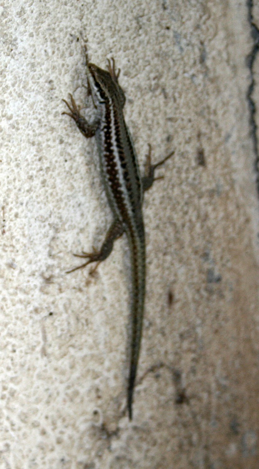 Little lizard on the wall Little lizard on the wall