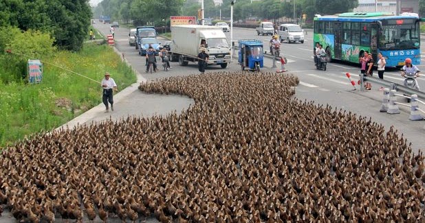 odd_5000_ducks_1.jpg