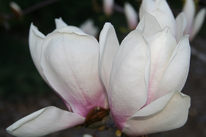 Conrad Art Glass & Gardens Magnolias