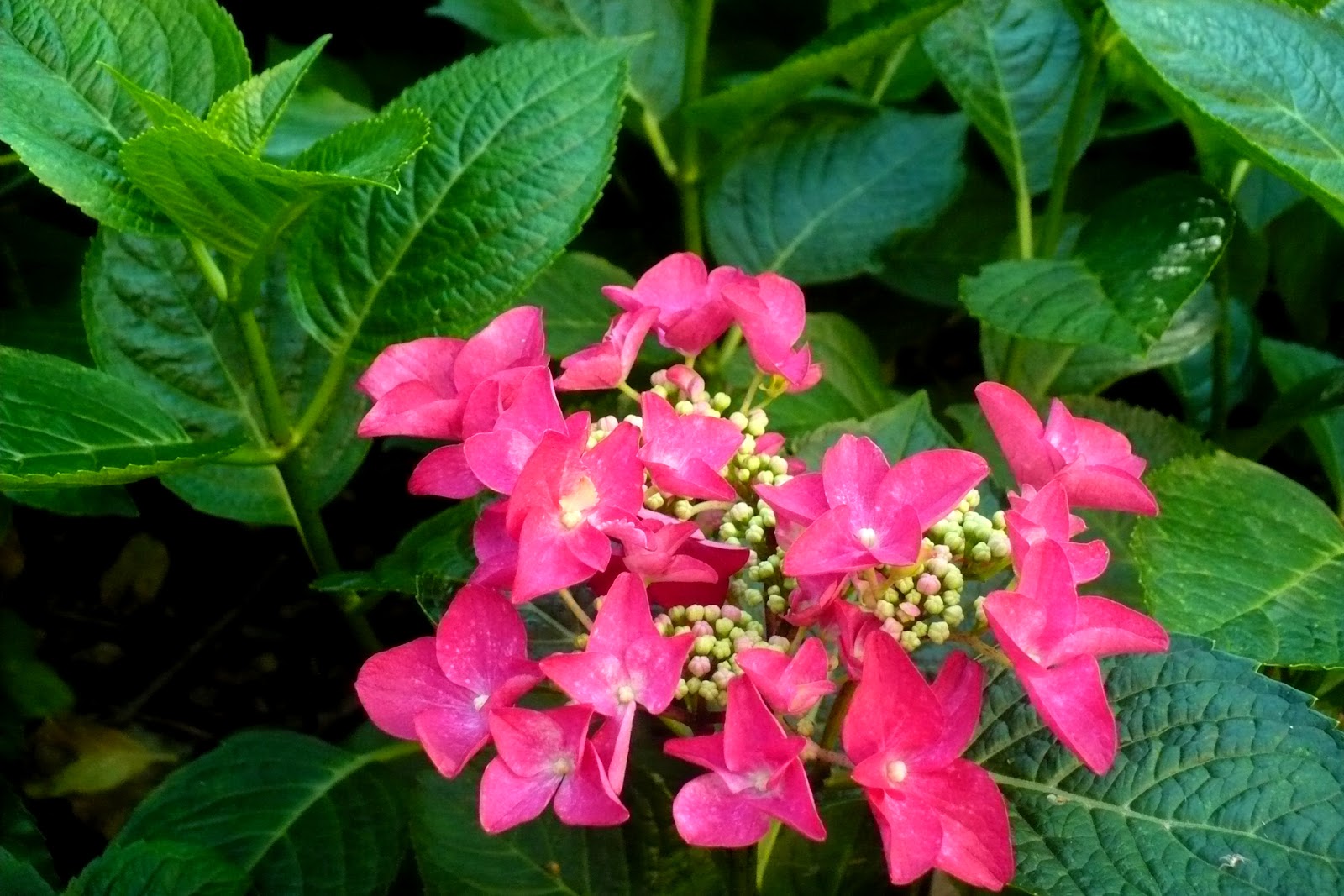 Ker Asie Un Jardin Du Morbihan