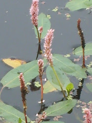 Polygonum amphibium – Rdest ziemnowodny forma wodna (f. natans)