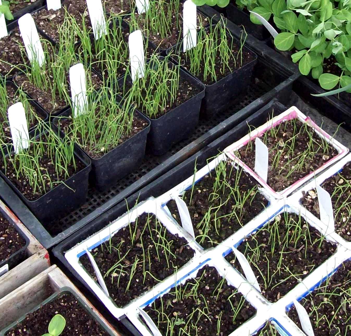 Wonderful Growing Potatoes In Containers Part 2: Wonderful Growing Potatoes In Containers Idea Wonderful Growing Potatoes In Containers Part 2: Wonderful Growing Potatoes In Containers Idea