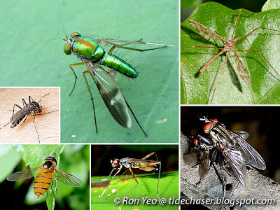 Flies (Order Diptera) Flies (Order Diptera)