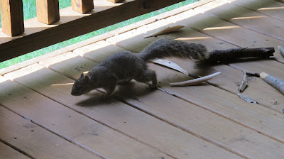 Nutkin 2