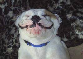 Funny Dog Pictures