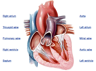 Health Care: Human Heart Anatomy Pics