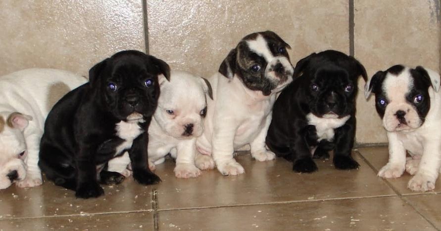 7 Maladies De Peau A Reperer Le Bouledogue Francais