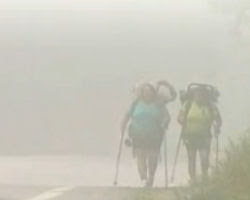 buddies walking for critters