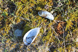 Das Muscheln so weit fliegen können?