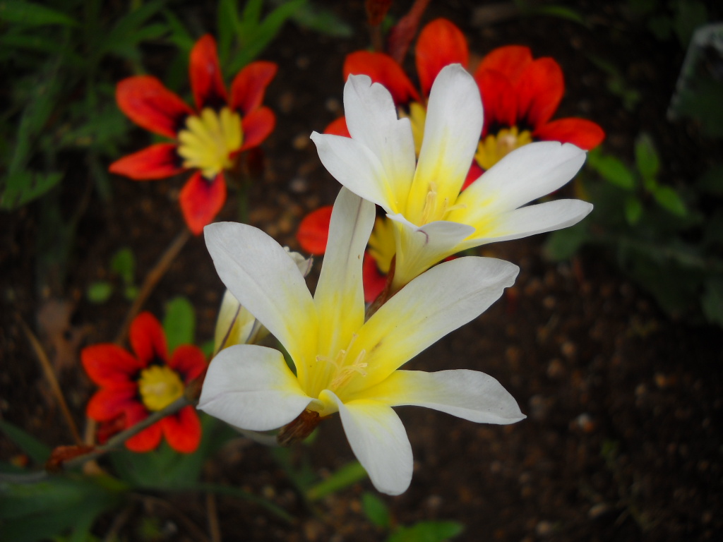 Daily Glimpses Of Japan Spring Flowers In Japan
