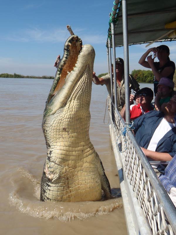 Where do crocodiles secret sex pheromones