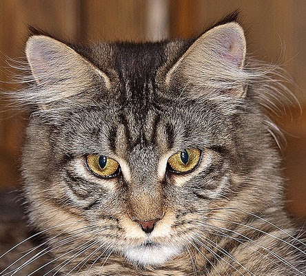 Maine Coon Cat Colors Pictures Maine Coon Cat Colors Pictures