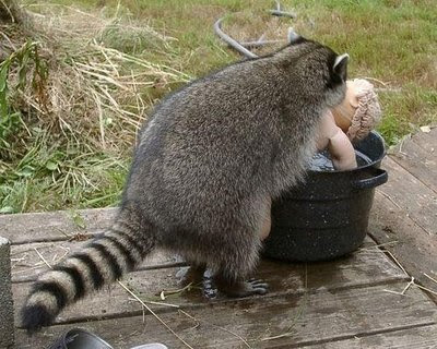 Silly Raccoon