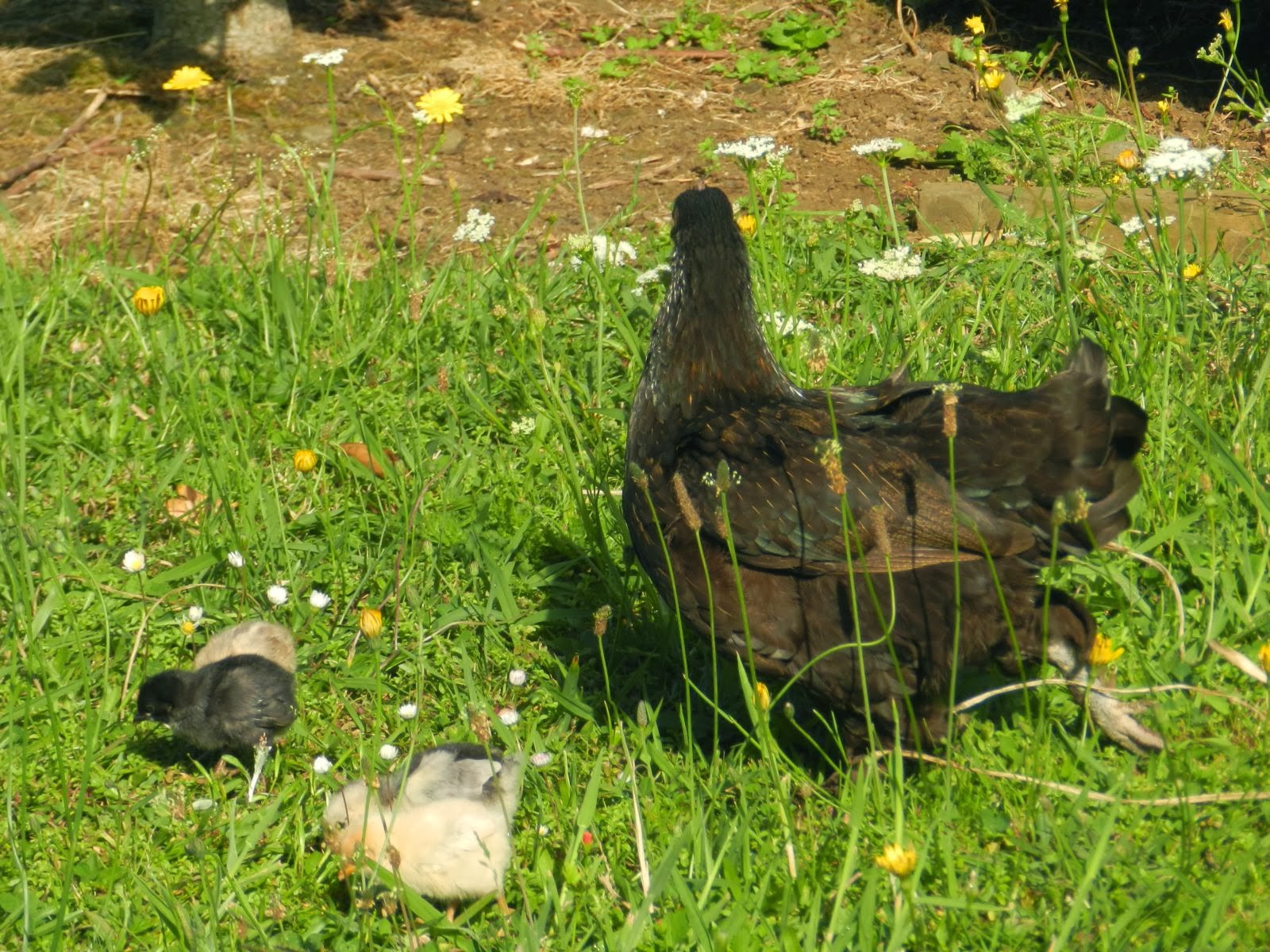 The Paddock To catch a rabbit