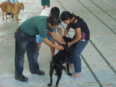 Anti-Rabies Vaccination Fortune Village 5