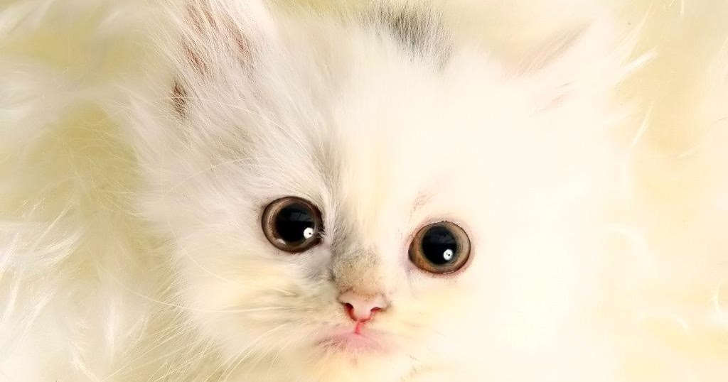 ndiHoo�s Blog with Kuliner n Warung Makan Cara Merawat