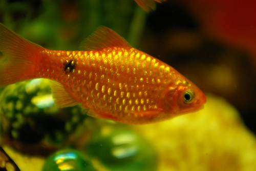 shamudra bilash danio shark barb fish shamudra bilash danio shark barb fish