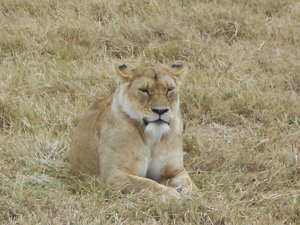 Lion In Ngorongoro Crater Lion In Ngorongoro Crater