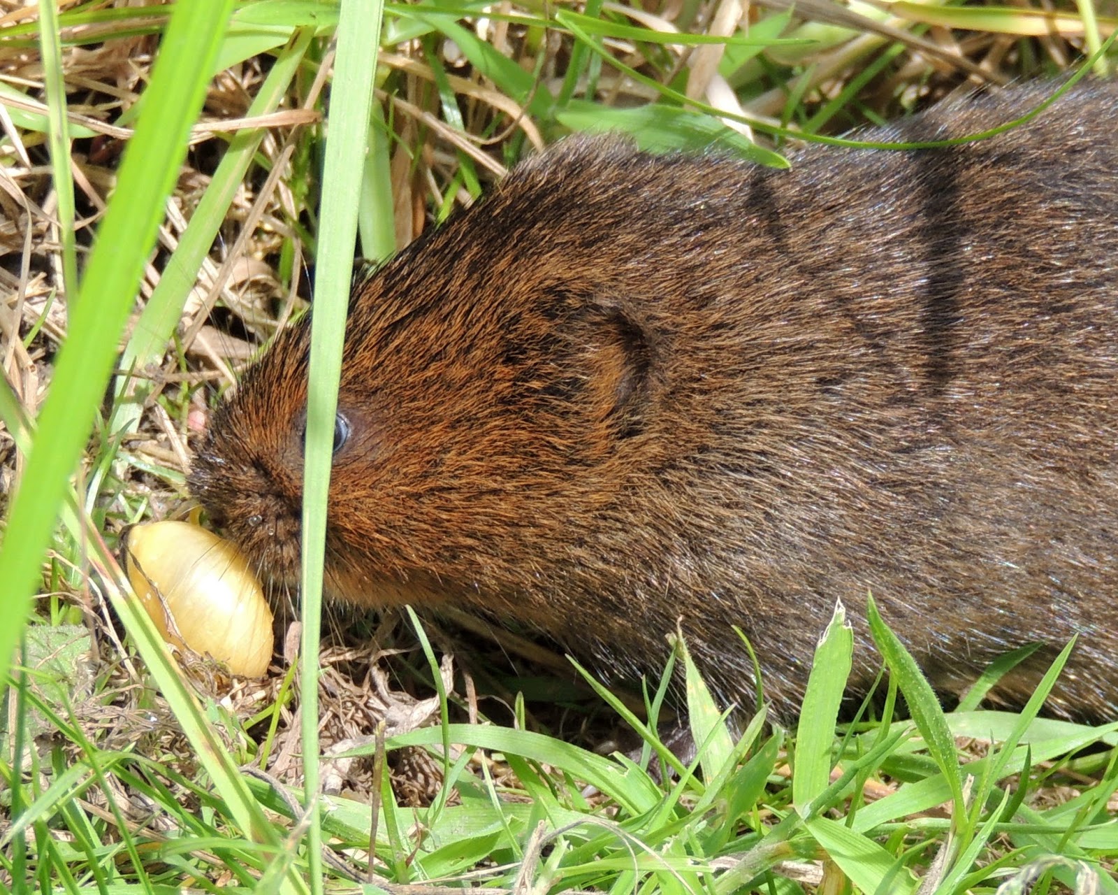 About a Brook Strongest Proof Yet that Water Voles Eat Snails