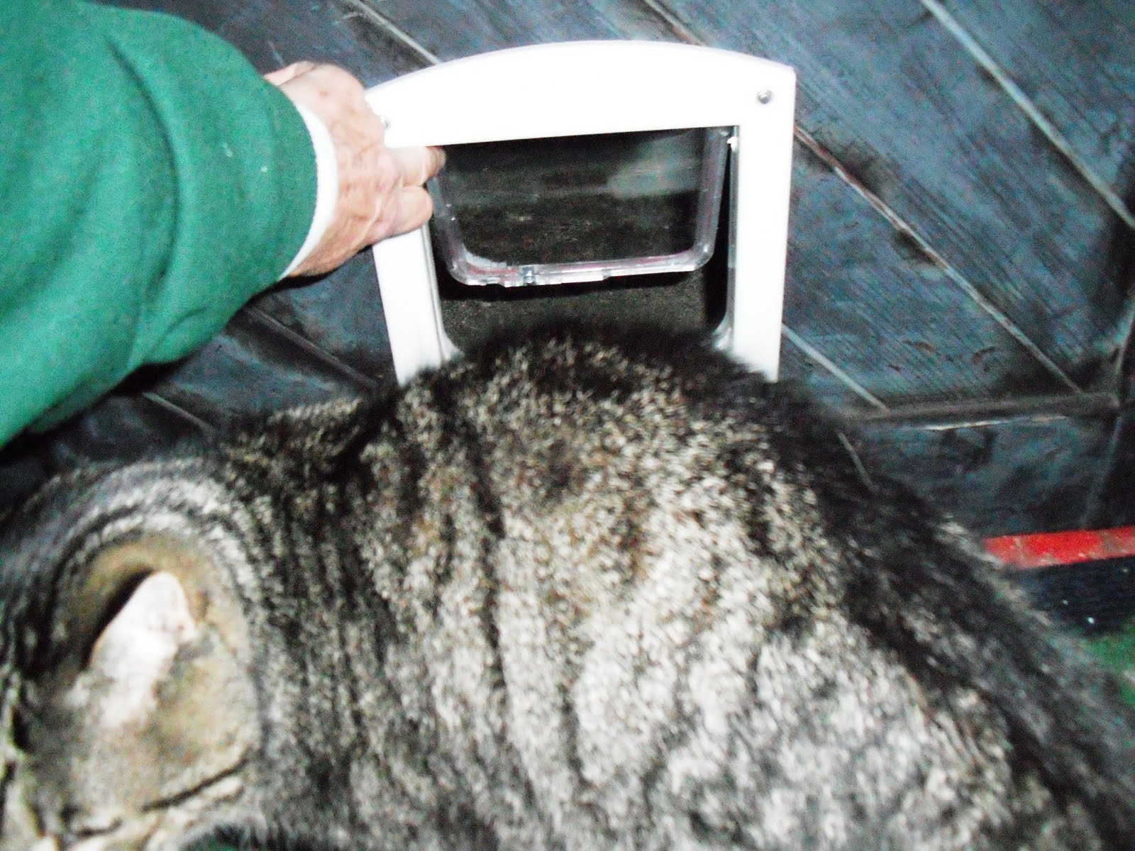 My New Cat Doesn T Get Along With My Queen My New Cat Doesn T Get Along With My Queen