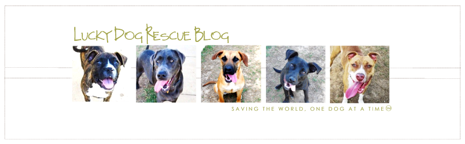 Lucky Dog Rescue Blog