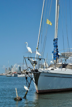 Barcos & Garças