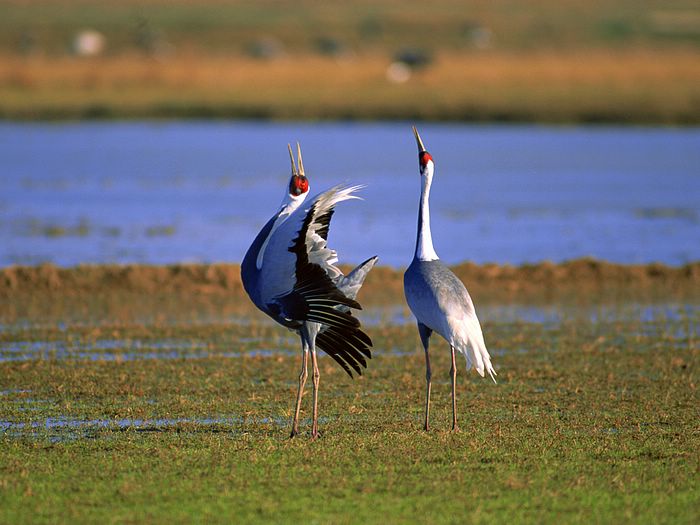 Best Big Birds Wallpapers - Entertainment Only