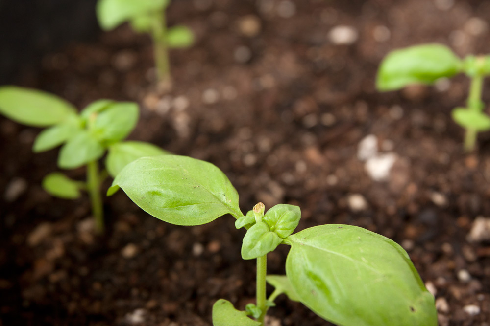 Sweet Basil & Lemon Basil Adventures in Gardening Pohnpei, Micronesia