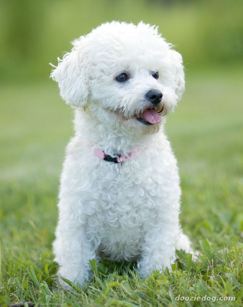 Amazing World 10 Top Hypoallergenic Dog Breeds