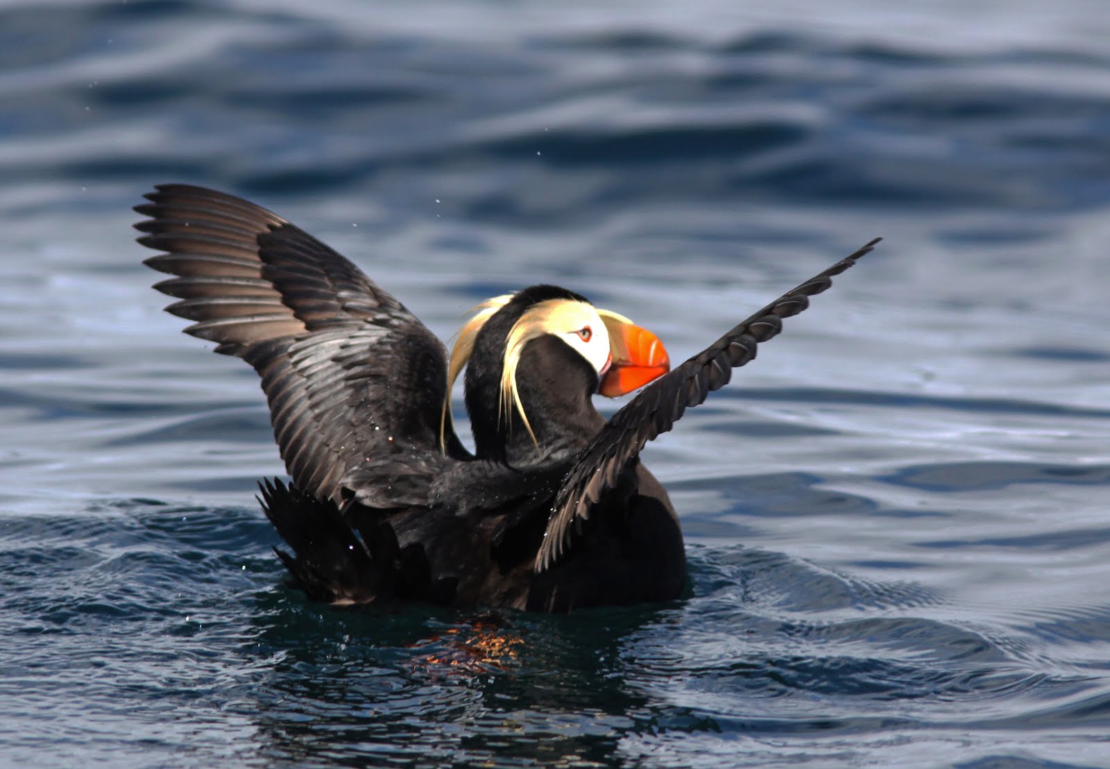 Tufted Puffin