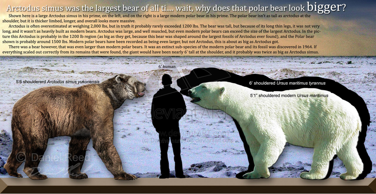 bear vs macjournal