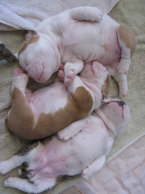 2 week old english bulldog puppies