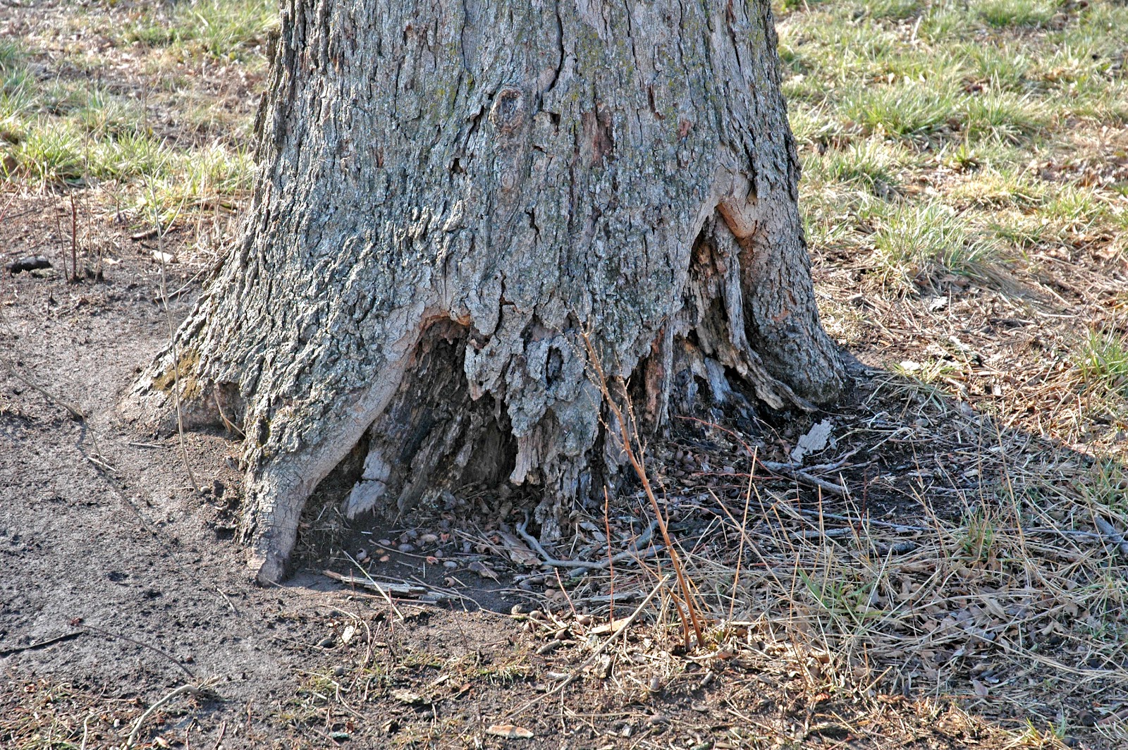 Northern Pecans Identifying pecan trunk injuries