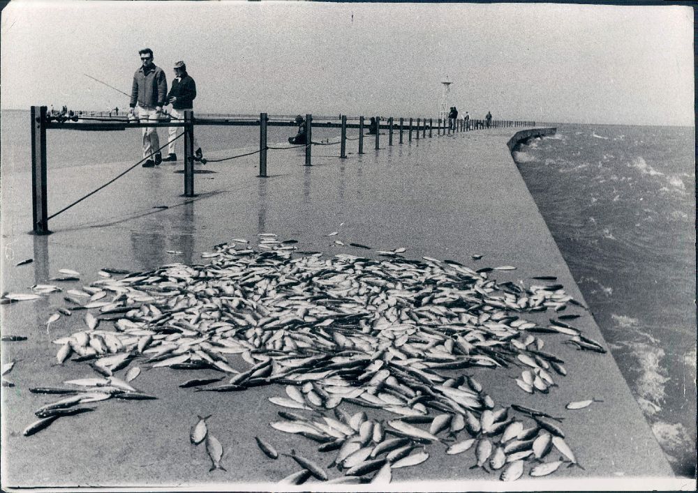 Uptown Chicago History The Annual Alewife DieOff, Montrose Pier