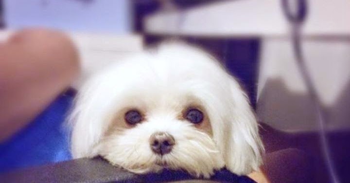 least smelly dogs pet s we top 5 least smelly breeds least smelly dogs pet s we top 5 least smelly breeds