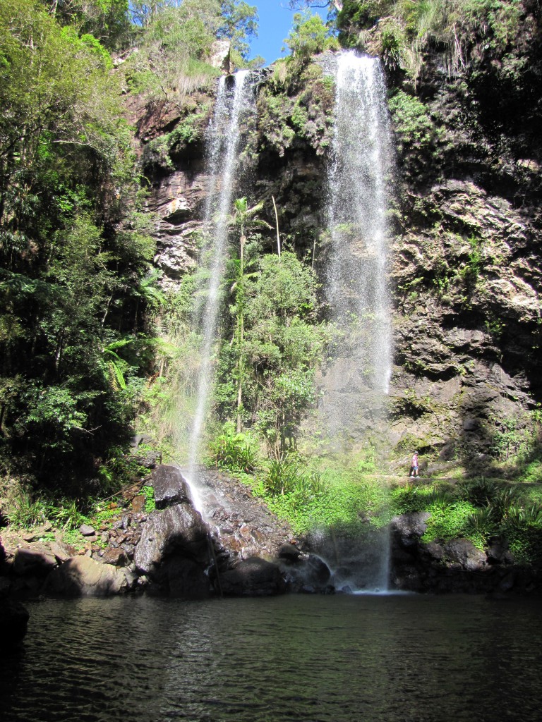 Brisbane Adventures A Skink and waterfalls at Springbrook