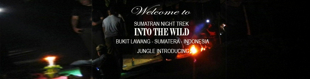 MEN OF THE WOOD " NIGHT TREK " Bukit Lawang