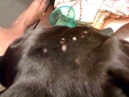 bites dogs bug bed dog flea bugs excessive example